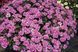 Калібрахоа Loopy Pink квітуча вазон PLT-AN-VAZ-831 фото 1