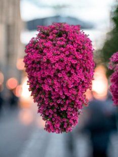 Петунія Vista Fuchsia касетна розсада PLT-VIS-CAS-1333 фото