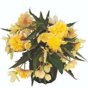 Бегонія BELLECONIA CITRUS касетна розсада PLT-BEG-CITRUS-1048 фото