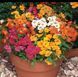Насіння квітів 10шт Немезія Sundrops mix SDS-AN-FAS-105 фото 1