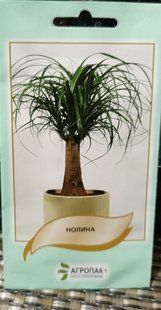 Насіння квітів Ноліна(Бокорнея) 5шт SDS-HOME-FAS-607 фото