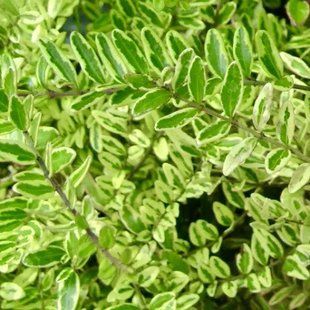 Жимолость шапкова Variegata PLT-LON-VAR-443 фото
