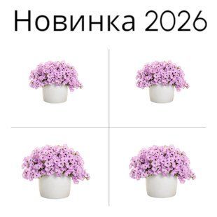 Петунія Vista Cool Jazz касетна розсада PLT-VIS-CAS-1334 фото