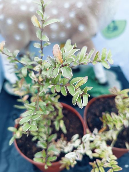 Жимолость шапкова Variegata PLT-LON-VAR-443 фото