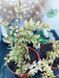 Жимолость шапкова Variegata PLT-LON-VAR-443 фото 3