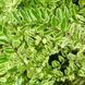 Жимолость шапкова Variegata PLT-LON-VAR-443 фото 1