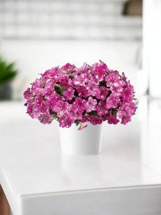 Петунія Rumba Rose  касетна розсада PLT-RUM-CAS-1335 фото