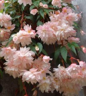 Бегонія BELLECONIA APRICOTE BLUSH касетна розсада PLT-BEG-APRICOTE-1049 фото