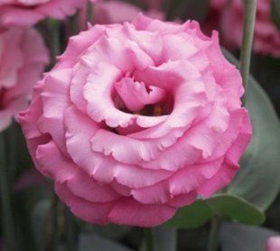 Насіння квітів Еустома Jolly Pink 5шт SDS-AN-FAS-352 фото