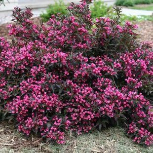 Вейгела квітуча Nana Purpurea PLT-VEIG-NANA-444 фото