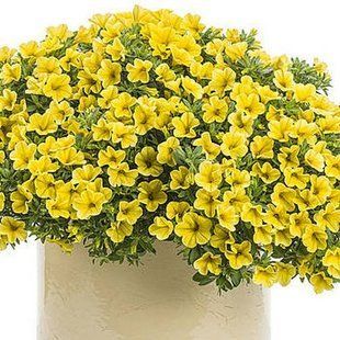 Калібрахоа Superbells Golden Yellow касетна розсада PLT-AN-CAS-753 фото