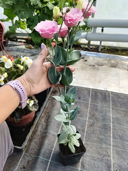 Еустома Jolly Pink 1л PLT-LIZ-PINK-1091 фото