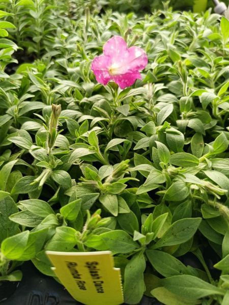 Петунія Rumba Rose  касетна розсада PLT-RUM-CAS-1335 фото