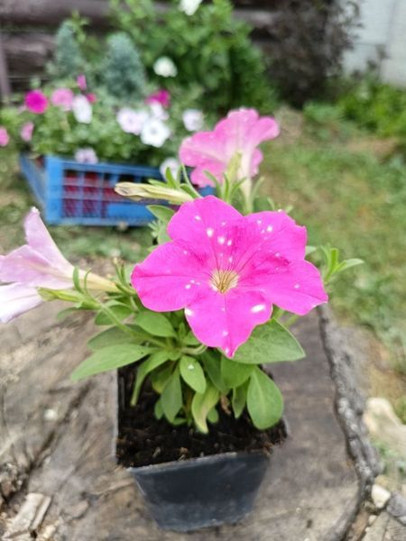 Петунія Rumba Rose  PLT-RUM-CAS-1335 фото