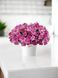 Петунія Rumba Rose  касетна розсада PLT-RUM-CAS-1335 фото 1