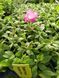 Петунія Rumba Rose  касетна розсада PLT-RUM-CAS-1335 фото 2