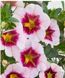 Калібрахоа PortuCal Trailing Purple Eye касетна розсада PLT-AN-CAS-1281 фото 1