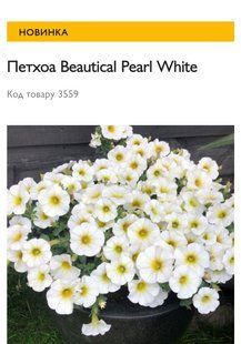 Петунія вегетативна Pearl White PLT-AN-CAS-674 фото