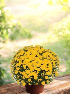 №36 Хризантема Gigi Yellow мультифлора касетна розсада PLT-CH-36CAS-1386 фото