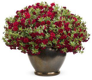 Калібрахоа Superbells Double Ruby касетна розсада PLT-AN-CAS-754 фото