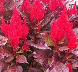 Насіння квітів 20шт Целозія периста Arrabona Bronze Leafed Red SDS-AN-FAS-58 фото