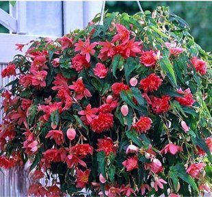 Бегонія BELLECONIA ROSE касетна розсада PLT-BEG-ROSE-1050 фото