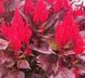 Насіння квітів 20шт Целозія периста Arrabona Bronze Leafed Red SDS-AN-FAS-58 фото 1