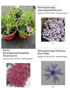 Набір шилоподібних флоксів (3 сорти) в горщиках 12 см (Bavaria, Blue Violet, Atropurpurea) PLT-PHL-MIX-1019 фото