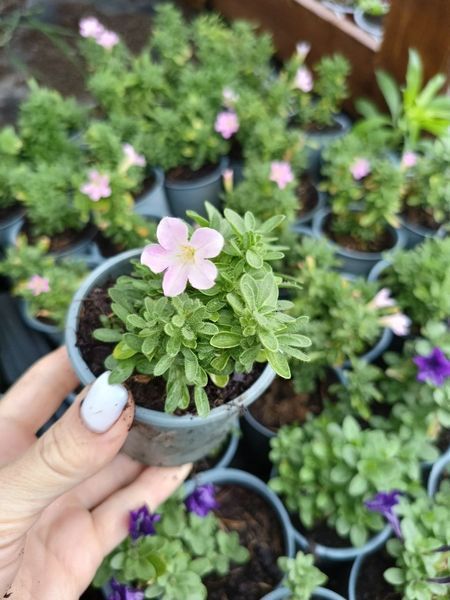 Петунія Itsy Light Pink касетна розсада PLT-ITSY-CAS-1337 фото