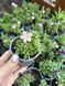 Петунія Itsy Light Pink касетна розсада PLT-ITSY-CAS-1337 фото 2