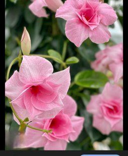 Диплоденія Double Blush Pink Sundaville касетний живець PLT-DIPL-CAS-1343 фото
