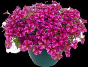 Петхоа  Beautical Rose Star касетна розсада PLT-AN-CAS-625 фото