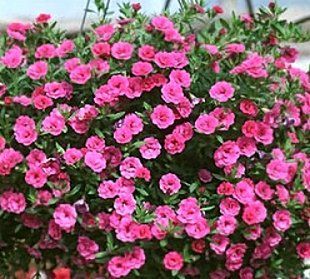 Калібрахоа Neo Double Pink касетна розсада PLT-AN-CAS-761 фото
