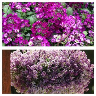 Насіння квітів 10шт Алісум Clear Crystal Lavender+Purple Shades SDS-AN-FAS-605 фото