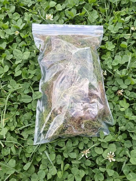 Мох живий 1л SOI-SFGGREEN-1l-417 фото