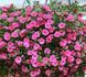 Калібрахоа Neo Double Pink касетна розсада PLT-AN-CAS-761 фото 1
