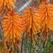 Кніфофія Poco  Orange касетна розсада PLT-POCO-CAS-1245 фото 1