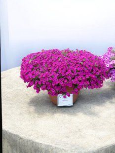 Петунія Itsy Purple касетна розсада PLT-ITSY-CAS-1338 фото
