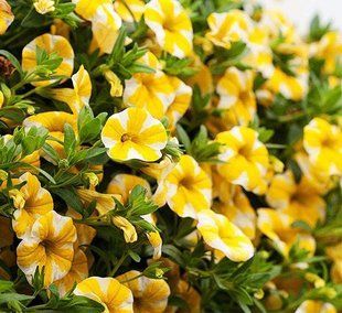 Калібрахоа Lemon Lace вазон PLT-AN-VAZ-837 фото