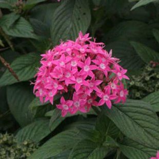 Насіння квітів 3шт Butterfly Deep Pink SDS-AN-FAS-60 фото