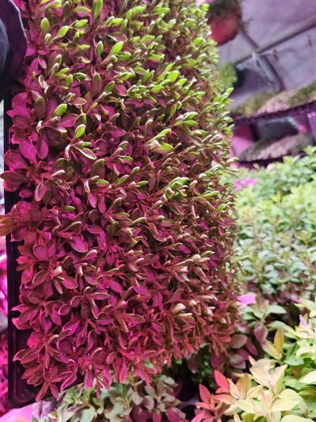 Петунія Itsy Purple касетна розсада PLT-ITSY-CAS-1338 фото