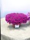 Петунія Itsy Purple касетна розсада PLT-ITSY-CAS-1338 фото 1