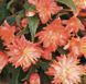 Бегонія BELLECONIA SOFT ORANGE PLT-BEG- SOFT ORANGE-1052 фото 1