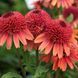Ехінацея махрова Carrot Cake PLT-PR-VAZ-933 фото 1