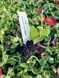 Петхоа  Red Maple PLT-AN-CAS-626 фото 2
