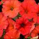 Петхоа  Red Maple PLT-AN-CAS-626 фото 1