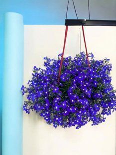 Лобелія ампельна Lobelix Dark Blue касетний черенок PLT-LOB-CAS-1345 фото