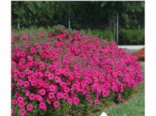 Петунія Tidal Wave F1 Hot Pink касетна розсада  PLT-AN-CAS-1291 фото