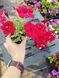Петунія Cherry Sky вазон PLT-AN-VAZ-844 фото 3