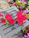 Петунія Cherry Sky вазон PLT-AN-VAZ-844 фото 2